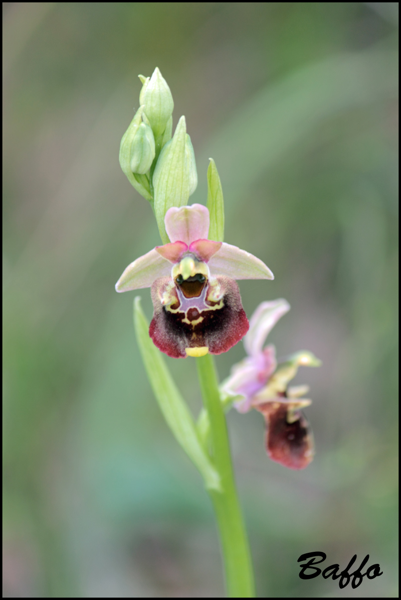 Ophrys holosericea subsp. holosericea (Burm.f.) Greutern -